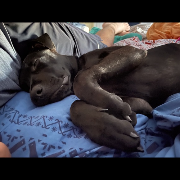 Meet your Posher, Yetzia - Picture 5 of 6